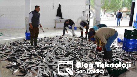 Muğla’dan 10 Ayda 618 Milyon Dolarlık Balık İhracatı Başarısı