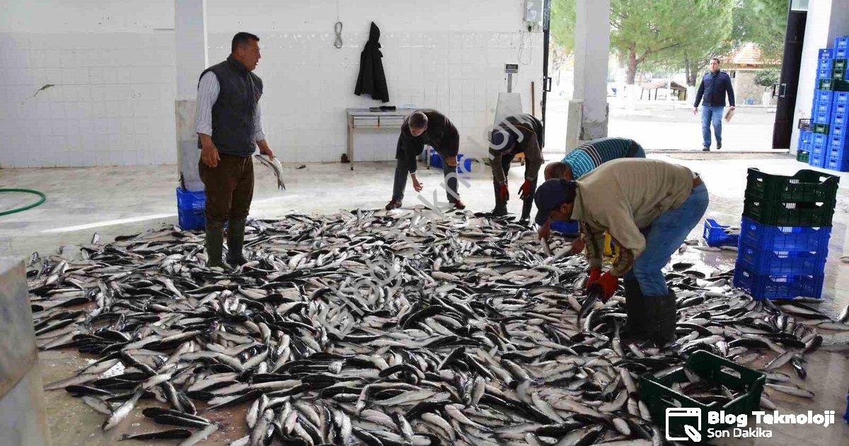 "Muğla'dan 10 Ayda 618 Milyon Dolarlık Balık İhracatı Başarısı" başlıklı haber için fotorealistik, p