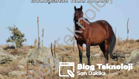 Afyonkarahisar’da Doğa ve Teknolojinin Buluşması: Yılkı Atları