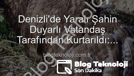 Denizli’de Yaralı Şahin Duyarlı Vatandaş Tarafından Kurtarıldı: Tedavi Süreci Başladı