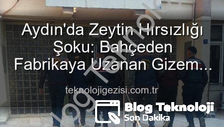 Aydın’da Şok Eden Zeytin Hırsızlığı: Bahçeden Fabrikaya Uzanan Zincir Kırıldı!