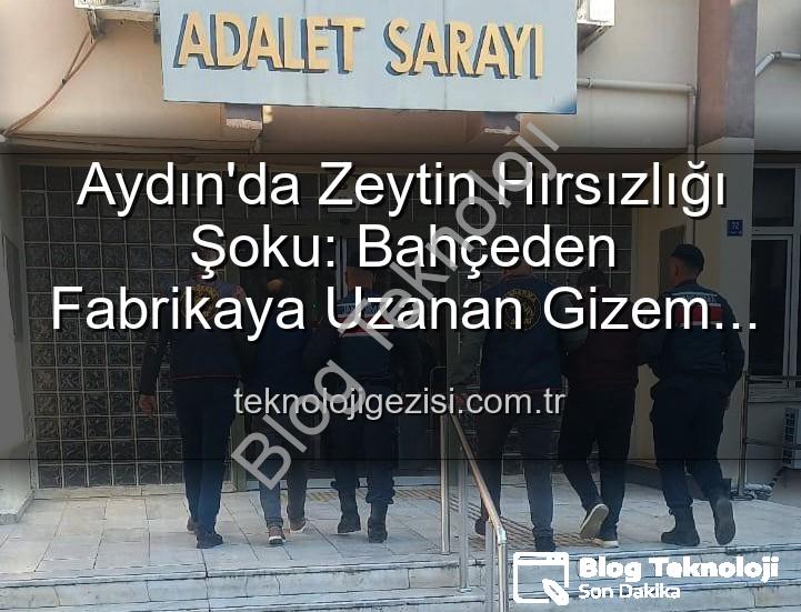 zeytin hırsızlığı - Aydın'da Şok Eden Zeytin Hırsızlığı: Bahçeden Fabrikaya Uzanan Zincir Kırıldı!