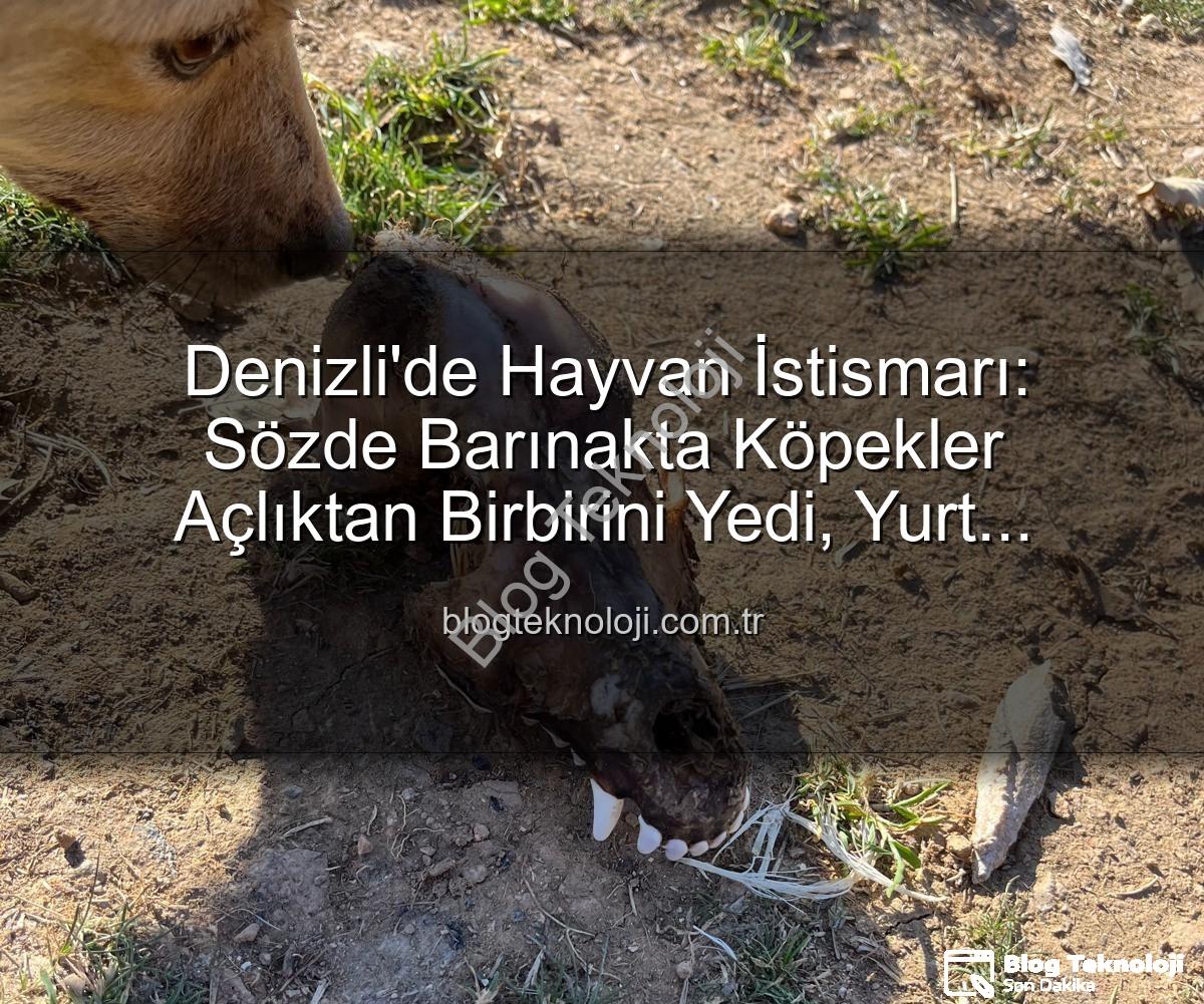 Denizli'de Hayvan İstismarı: Sözde Barınakta Köpekler Açlıktan Birbirini Yedi, Yurt Dışından Bağış Toplanmış!