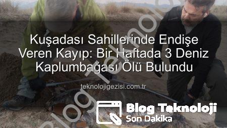 Kuşadası Sahillerinde Endişe Veren Kayıp: Bir Haftada Üç Deniz Kaplumbağası Ölü Bulundu