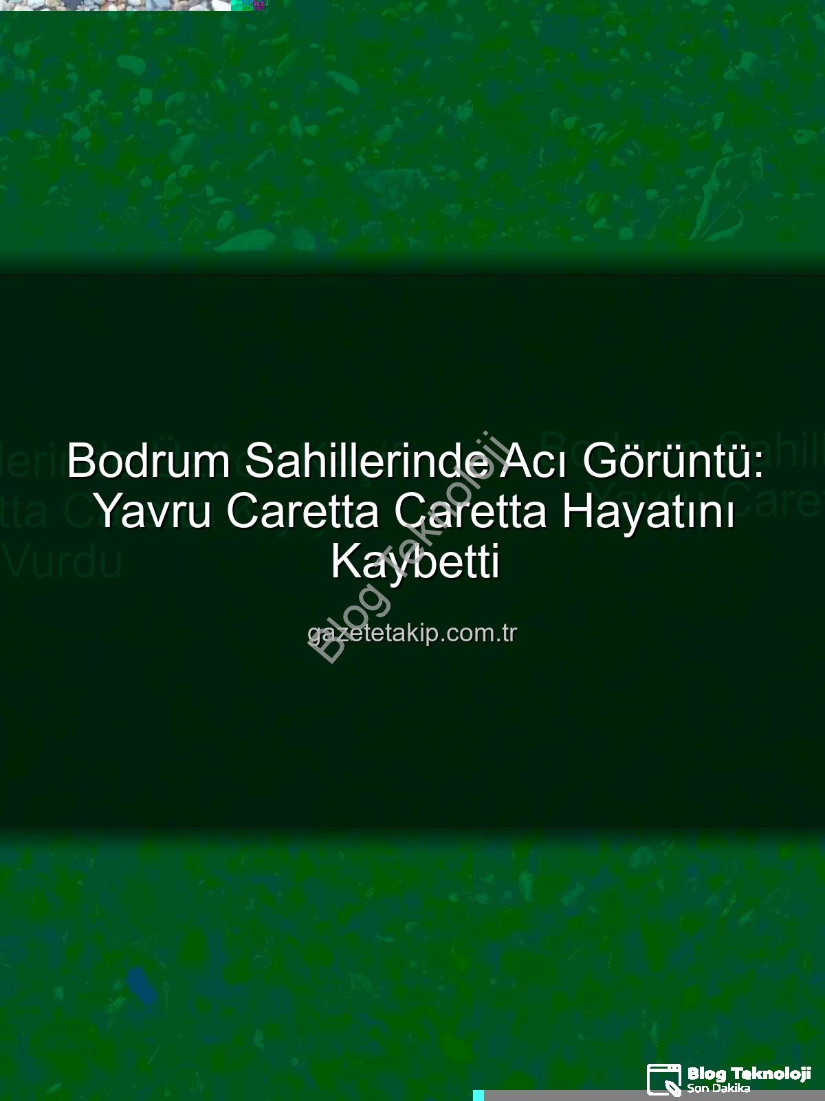 yavru caretta caretta - Bodrum Sahillerinde Üzücü Keşif: Yavru Caretta Caretta Kıyıya Vurdu