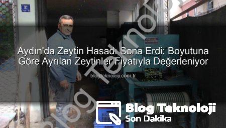 Aydın’da Zeytin Hasadı Sona Erdi: Boyutuna Göre Ayrılan Zeytinler Fiyatıyla Değerleniyor