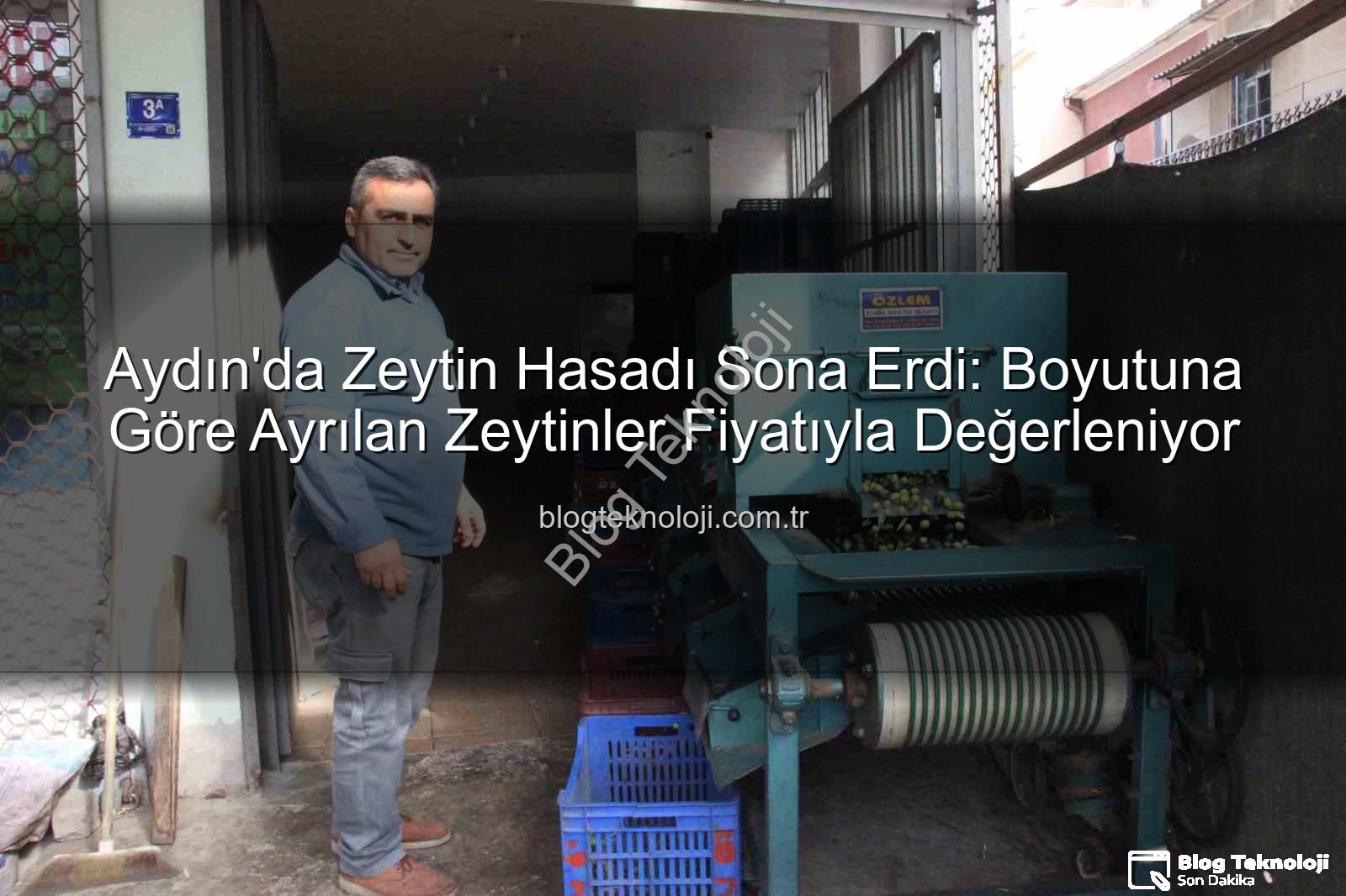 zeytin hasadı - Aydın'da Zeytin Hasadı Sona Erdi: Boyutuna Göre Ayrılan Zeytinler Fiyatıyla Değerleniyor