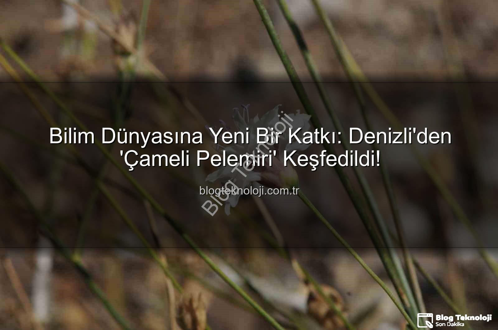 Çameli pelemiri - Bilim Dünyasına Yeni Bir Katkı: Denizli'den 'Çameli Pelemiri' Keşfedildi!