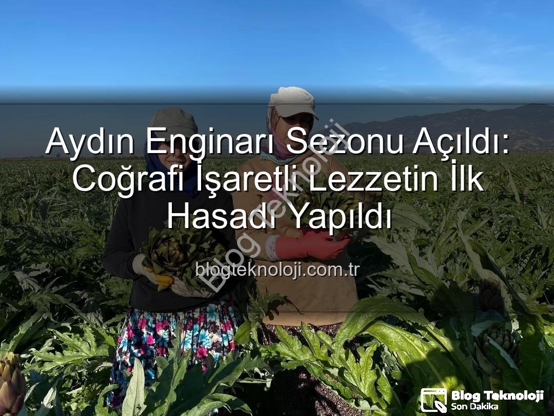 Aydın Enginarı - Aydın Enginarı Sezonu Açıldı: Coğrafi İşaretli Lezzetin İlk Hasadı Yapıldı