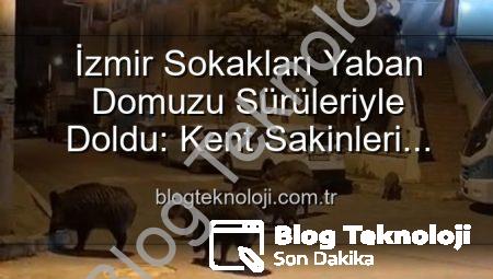 İzmir Sokakları Yaban Domuzu Sürüleriyle Doldu: Kent Sakinleri Tedirgin