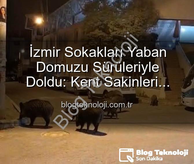 yaban domuzu - İzmir Sokakları Yaban Domuzu Sürüleriyle Doldu: Kent Sakinleri Tedirgin